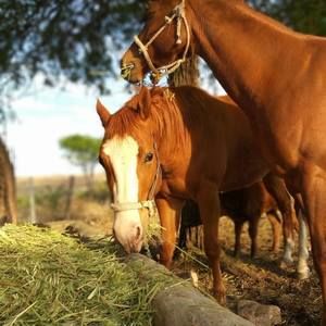 Meet your Posher, Sonia